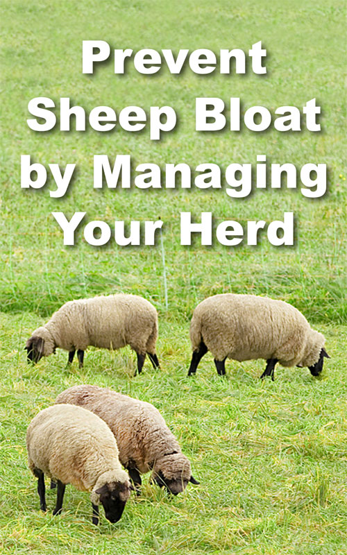 Prevent Sheep Bloat by Managing Your Flock Countryside